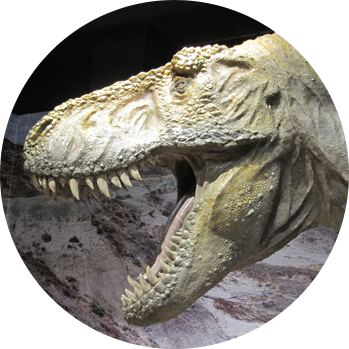 恐竜生体モデル展示風景（ティラノサウルス頭部）