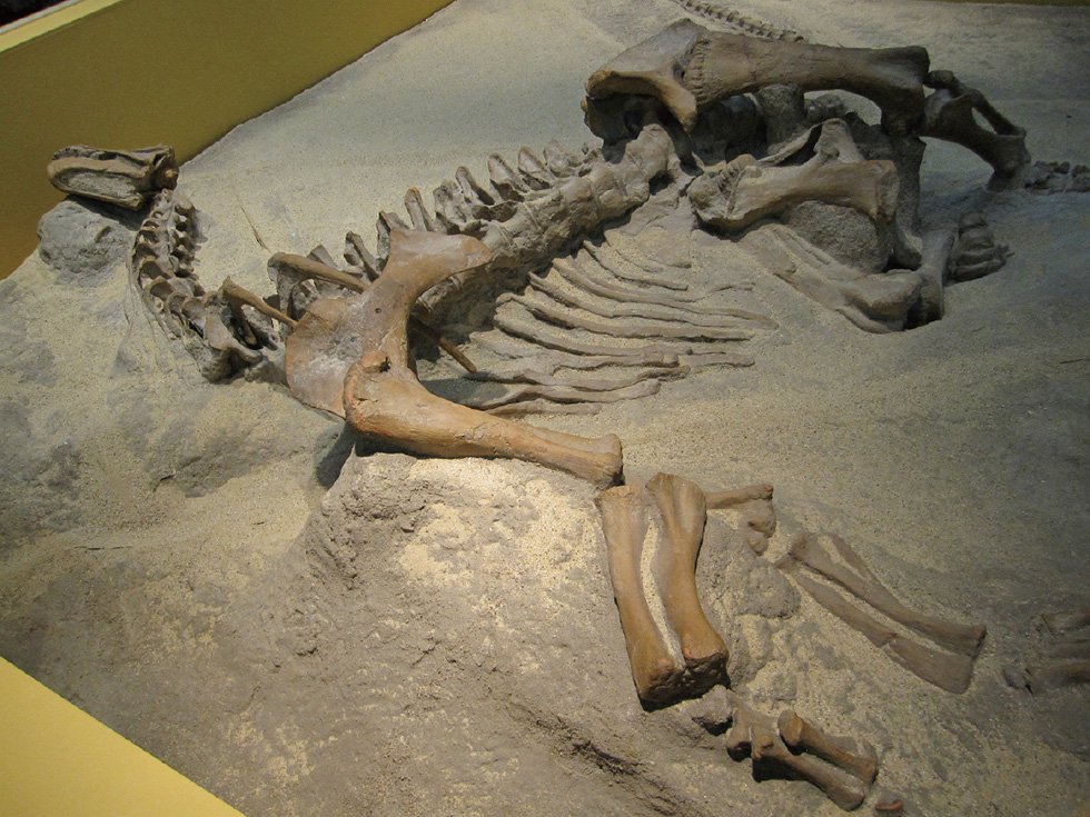 カマラサウルス亜成体　産状骨格
