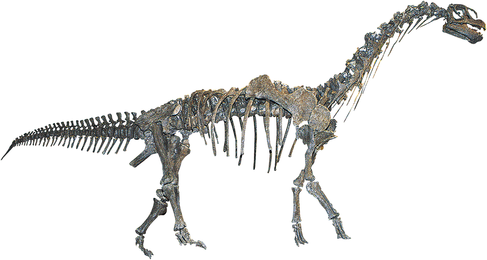カマラサウルス亜成体　実物骨格