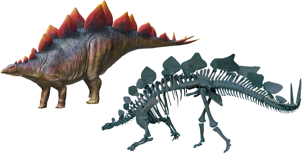 ステゴサウルス　復元画