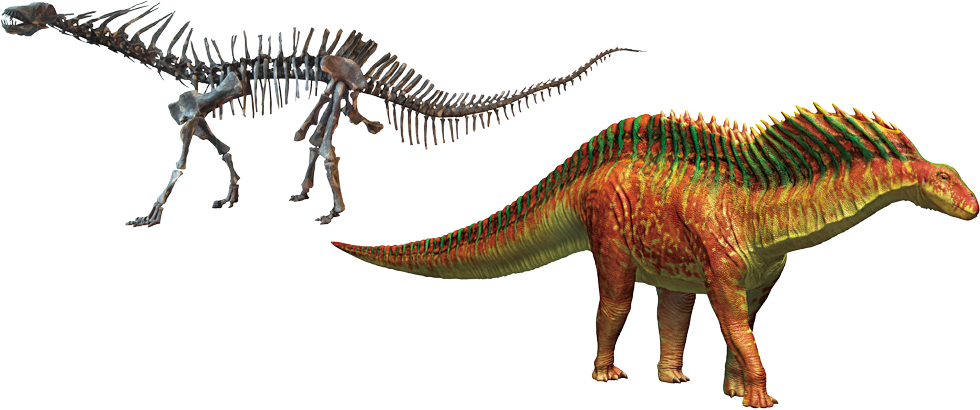 アマルガサウルス　全身復元骨格／復元画
