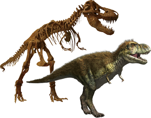 ティラノサウルス　全身復元骨格／復元画