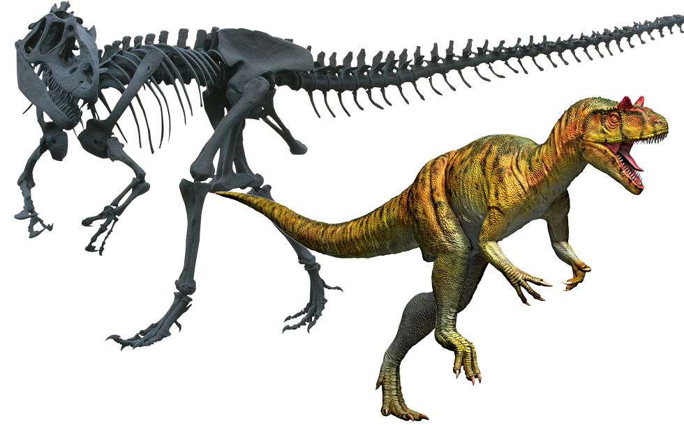 アロサウルス　全身復元骨格／復元画