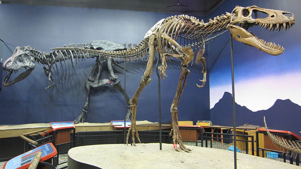ティラノサウルス　“ジェーン”全身復元骨格 